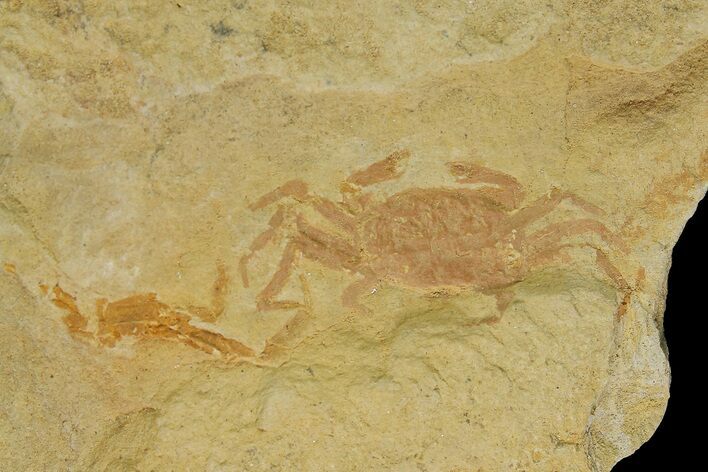 Miocene Pea Crab (Pinnixa) Fossil - California #177042
